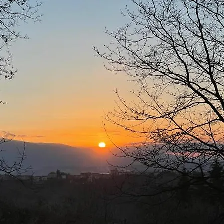 Sunflower * Lanciano