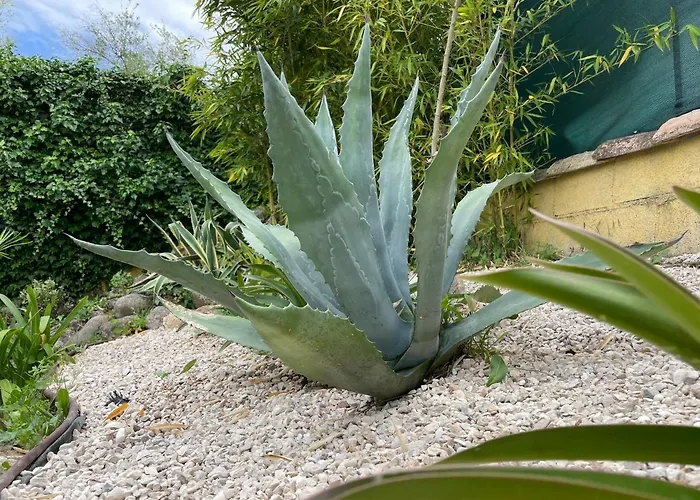 Sunflower Casa de Campo