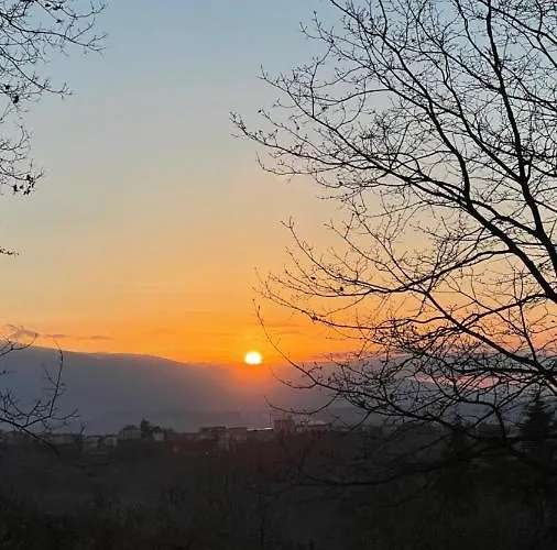Sunflower * Lanciano